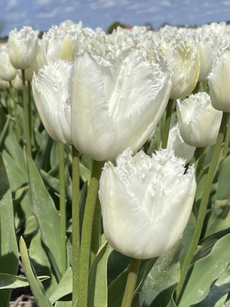 fringed tulips white